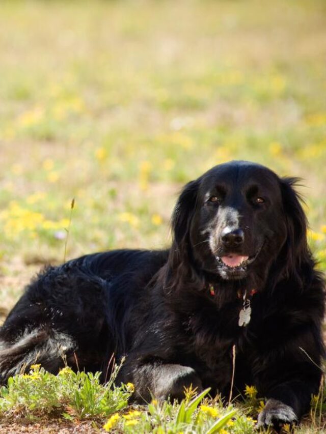 Casal ao lado de cachorro em um casamento pet friendly.