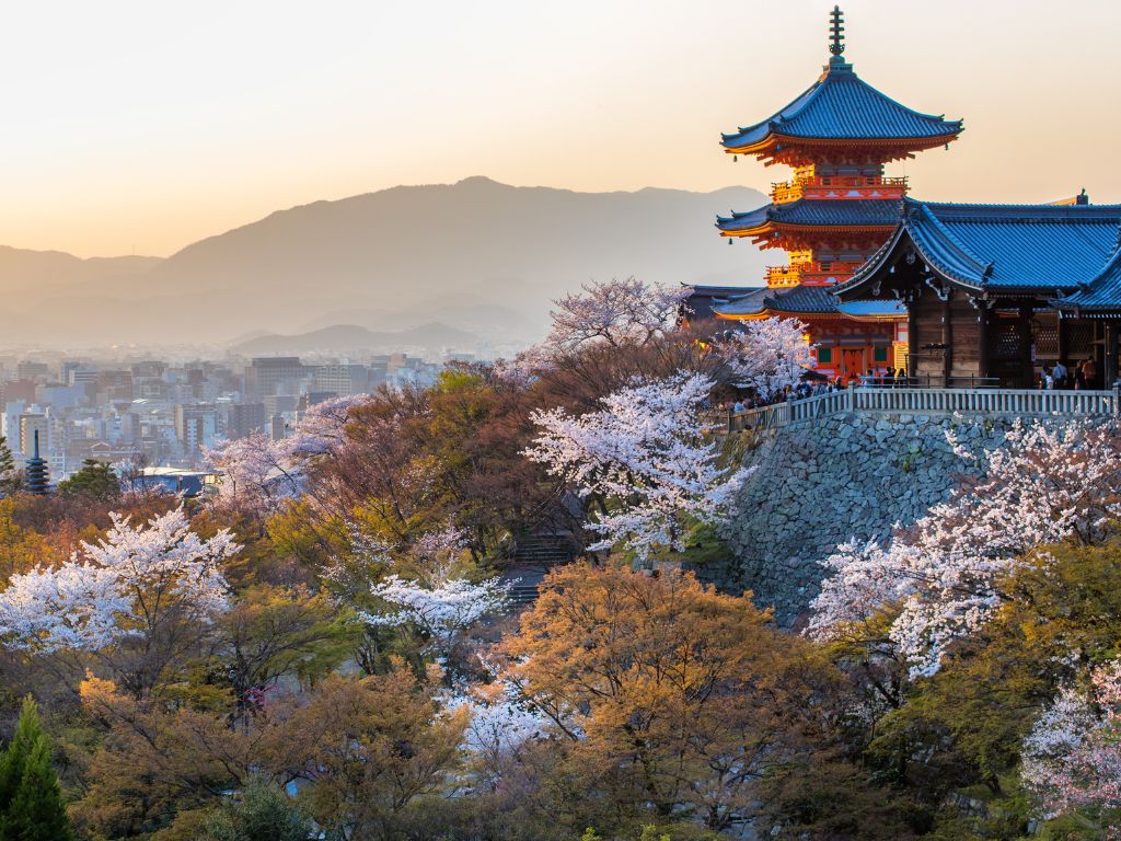 sakuras em kyoto